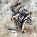 В Вятских Полянах задержали рыбного браконьера