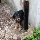 Оставила умирать без еды и воды: хозяйка дважды пыталась избавиться от собаки в Кирово-Чепецке